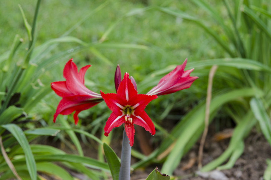 Flores rojas - lago Bunyonyi - Uganda